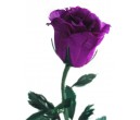 PURPLE ROSES * (6)